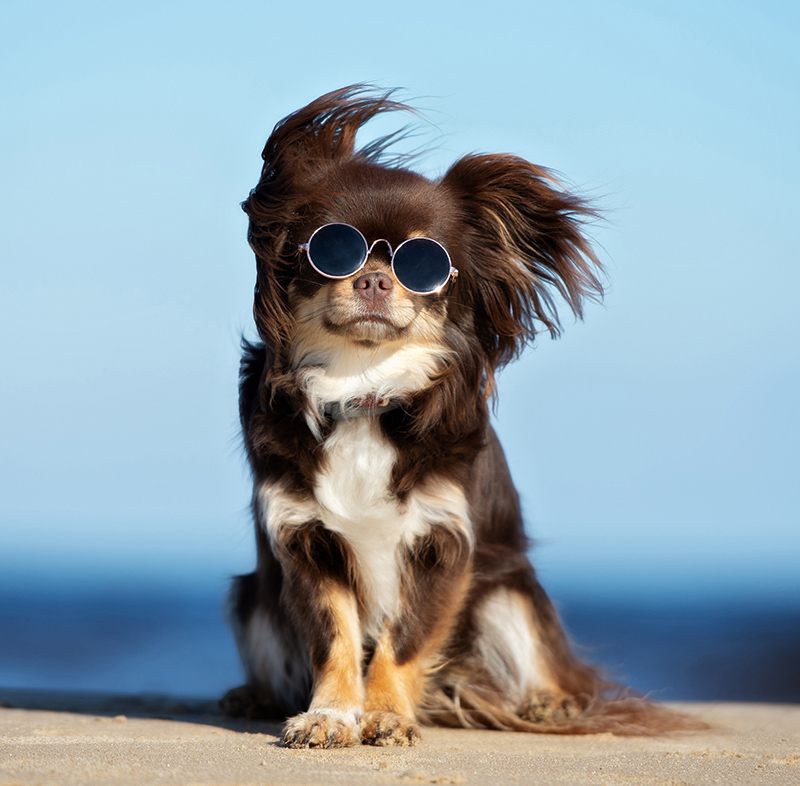 Pet with original background