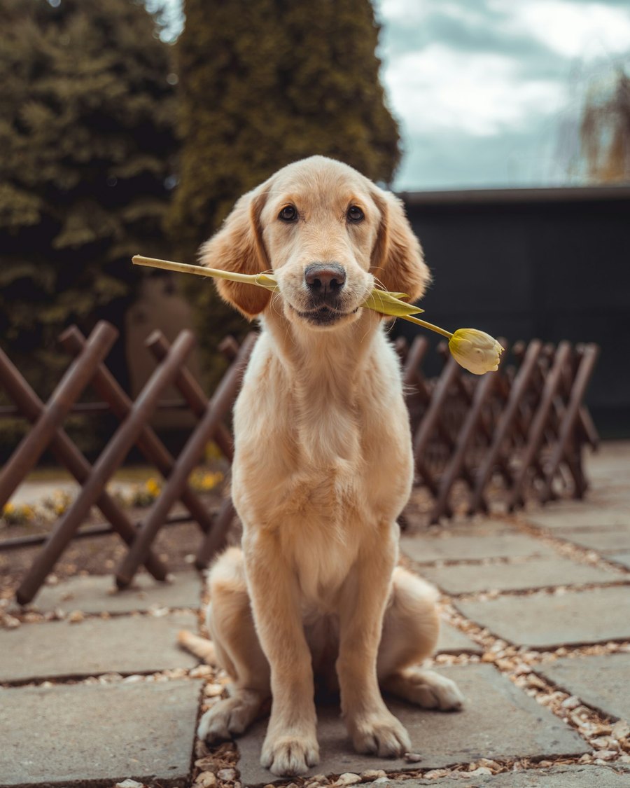 Dog photographed outdoors