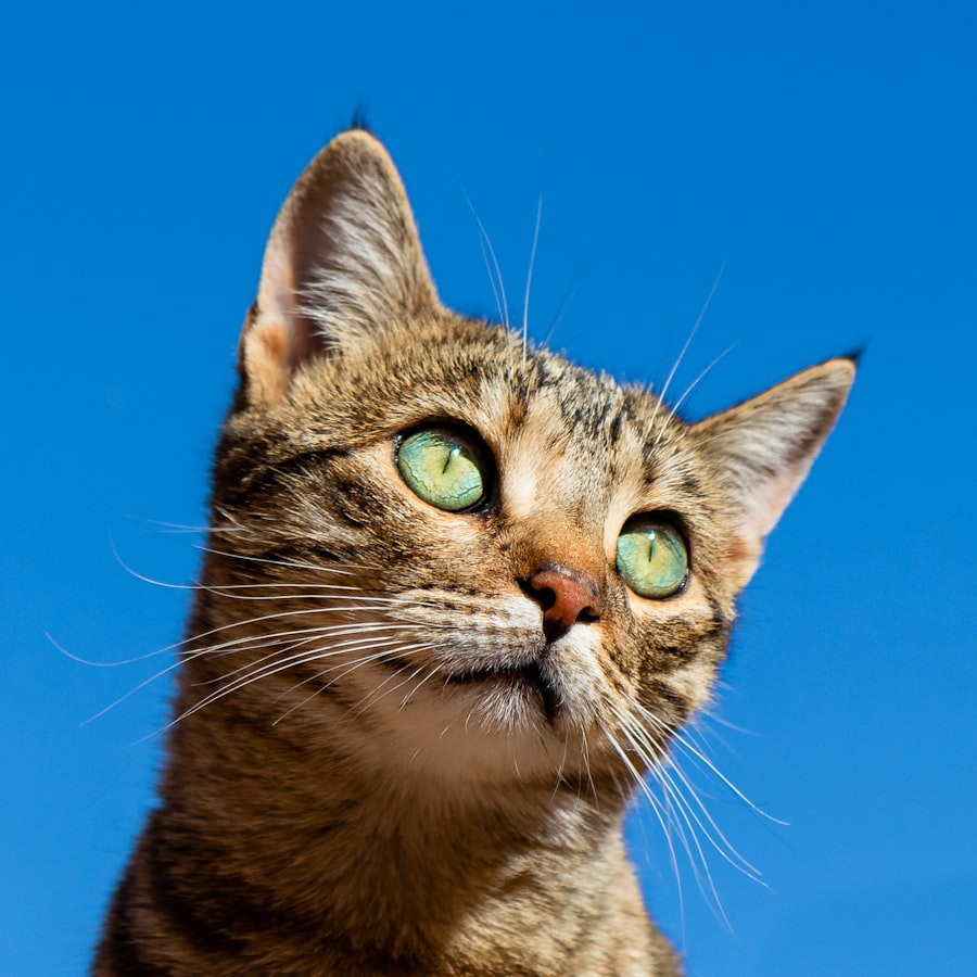 Tabby cat